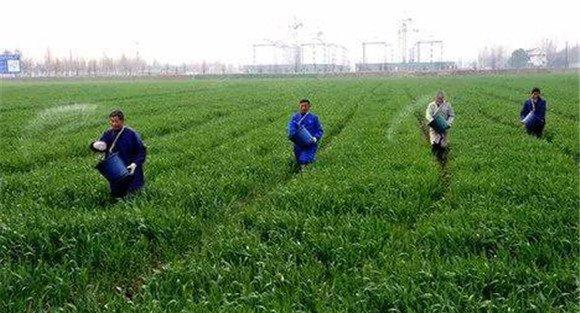 小麦拔节肥什么时候施