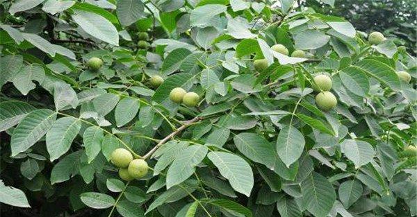 早实核桃和晚实核桃的区别