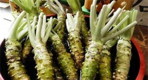 辣根的食用价值