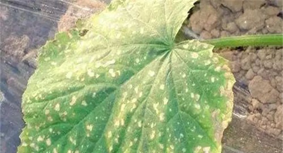 西瓜花腐病该如何防治