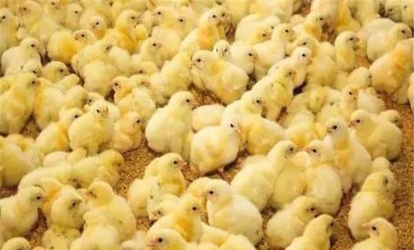雏鸡的饲养管理技术要点：进雏前需做哪些准备