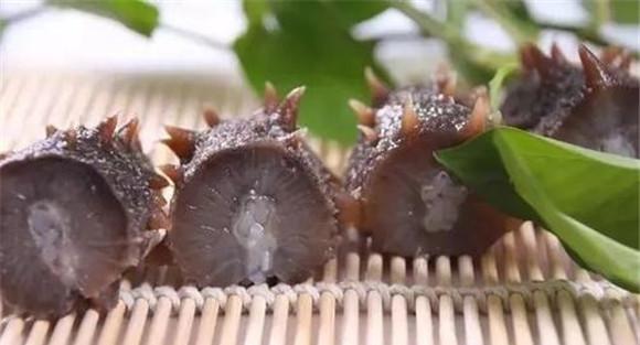 海参富含人体所需营养物质