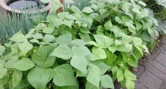 豇豆为什么要进行植株调整