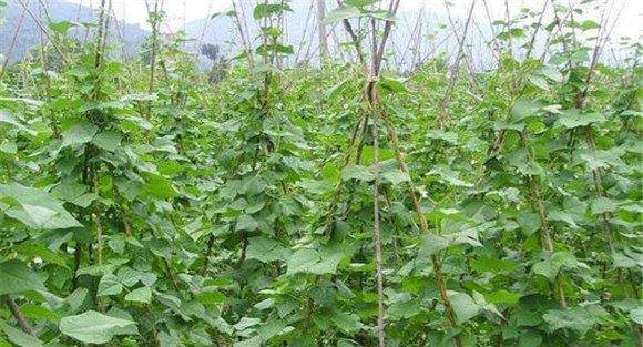 豇豆植株调整技术要点