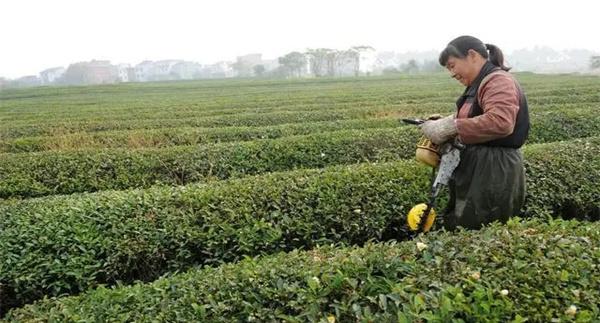 修剪后的茶园管理