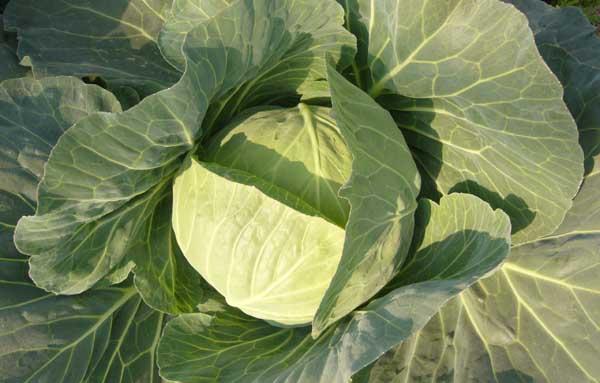 蔬菜栽培技术