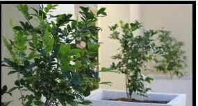 花卉种植方法