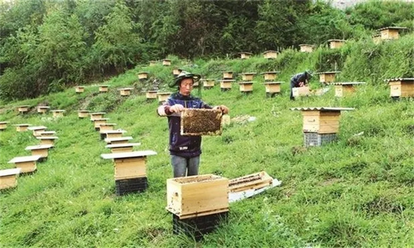 蜂群的选购