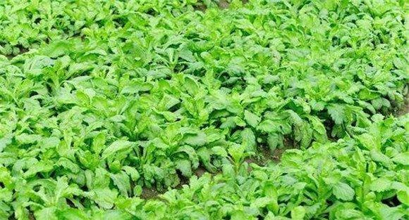 茼蒿细菌性萎蔫病症状