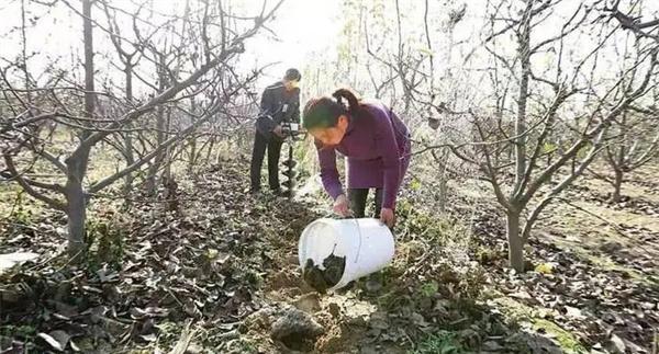 果树配方施肥应注意哪些问题