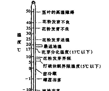 草莓种植方法