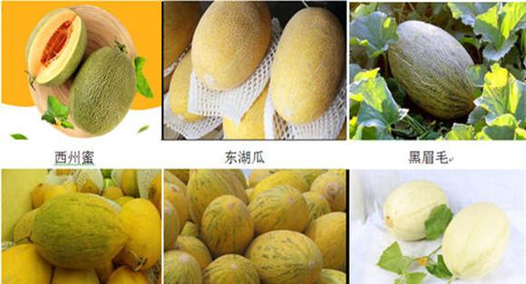 哈密瓜的品种有哪些