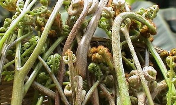 野菜中的蕨菜有营养吗