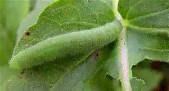 绿豆豆野螟的形态特征