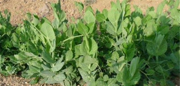 豌豆种植技术与管理十大内容