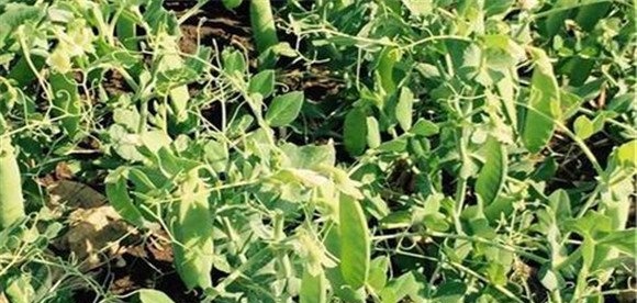 豌豆种植技术与管理十大内容