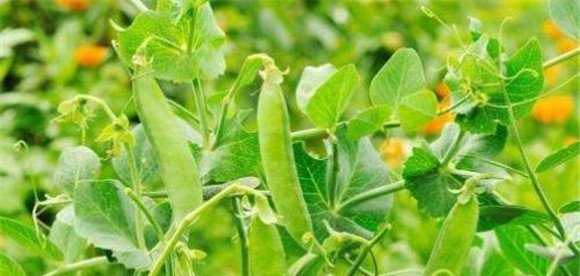 豌豆种植技术与管理