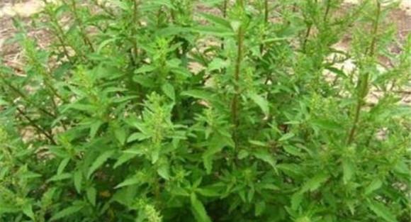 荆芥什么季节种植