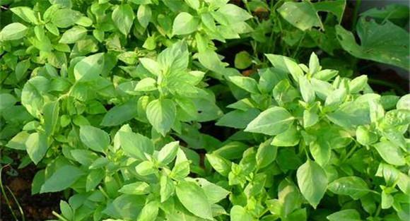 荆芥栽培管理技术要点