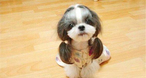 西施犬的起源有哪里