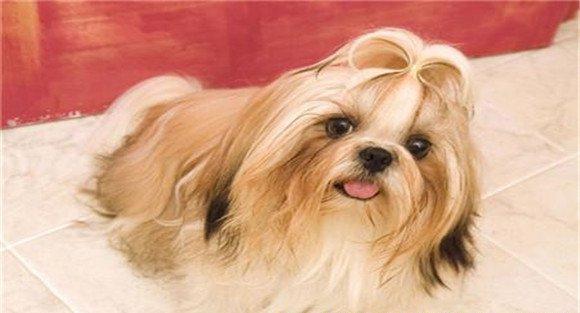 西施犬的体貌特征