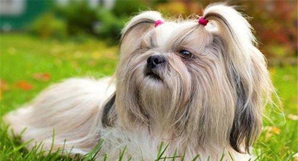 西施犬为什么没人养