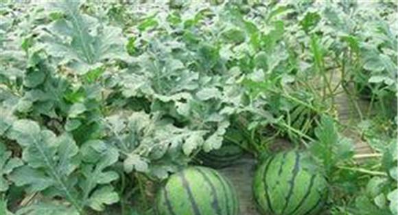 西瓜的吸肥特点与需肥规律