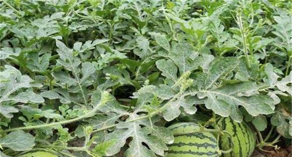 西瓜平衡施肥技术要点