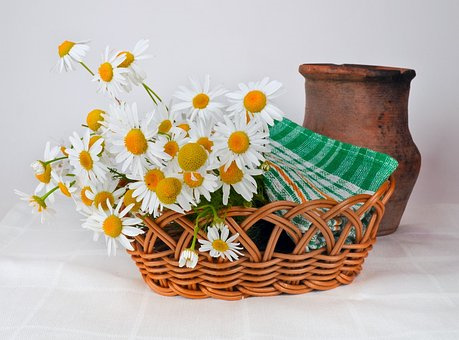 大棚秋冬茬芹菜栽培技术要点