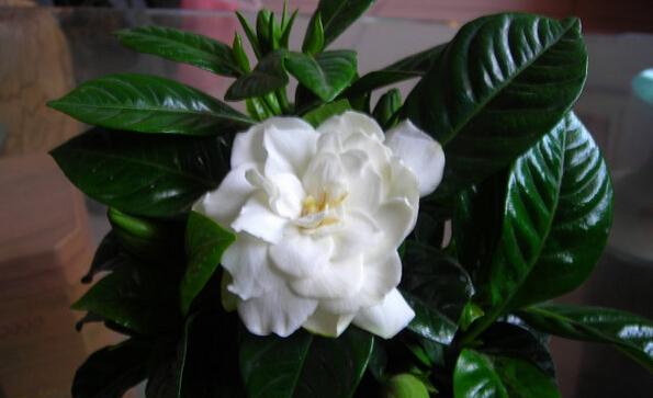 栀子花种植方法