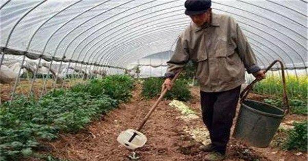 氮肥要注意与其他肥料合理配合施用