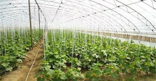 如何合理施用氮肥，施氮肥注意什么