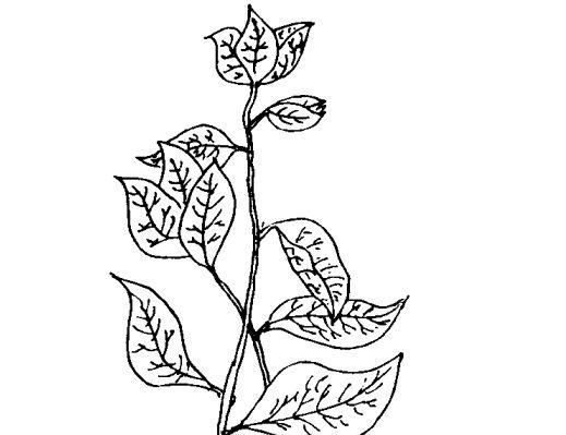 花卉掉叶子怎么办