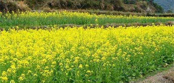怎么种油菜