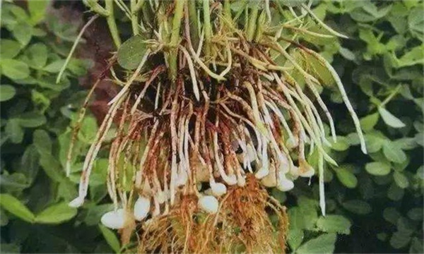 花生花针期该如何管理