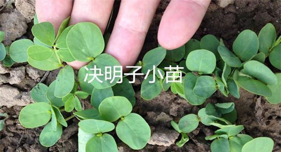 决明子种植时间和方法