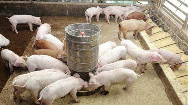 养猪节省饲料的方法