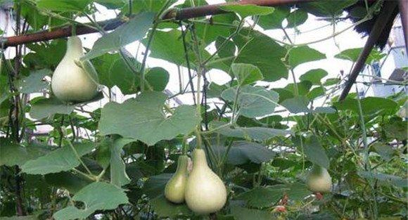葫芦种子种植时间
