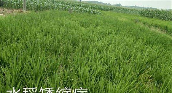 水稻矮缩病的发病规律