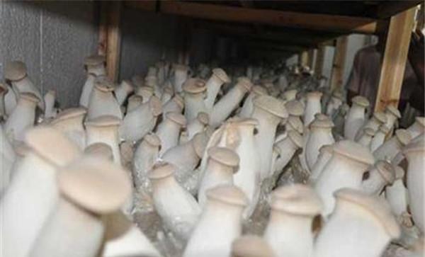 用沼渣栽培杏鲍菇技术