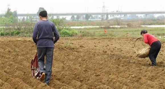 种植芫荽如何整地施肥