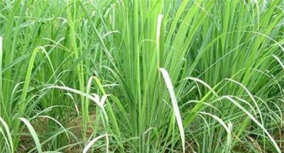 香茅草种植时间与方法