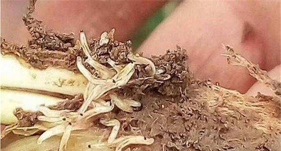 白菜根蛆的防治方法