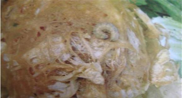 秋白菜地蛆如何防治