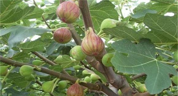 无花果栽培管理技术