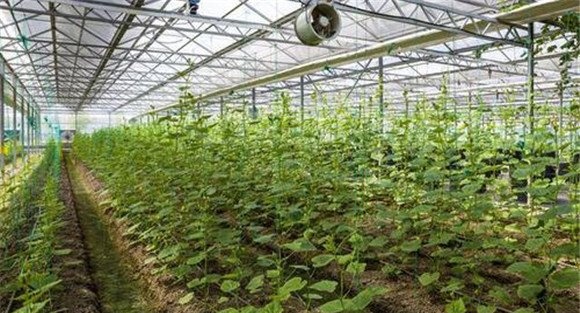 苦瓜高效栽培技术