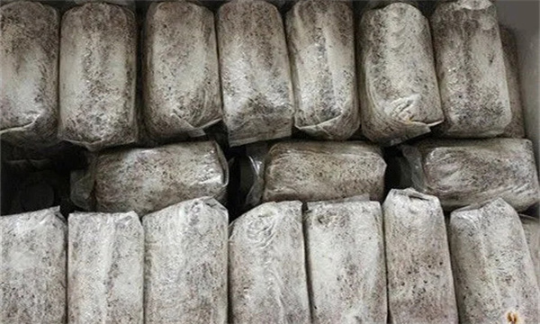 食用菌菌种怎样脱毒