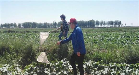 草地螟的农业防治方法