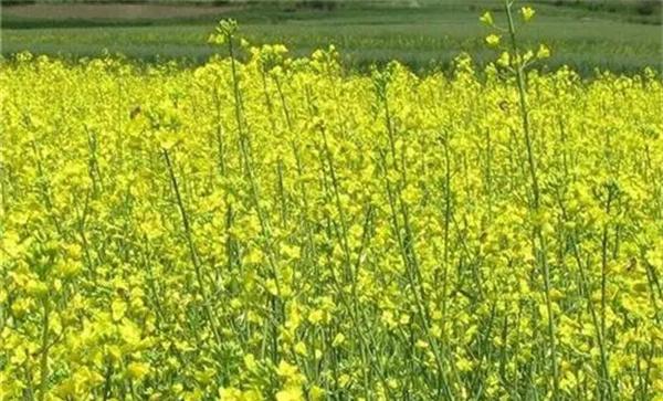 上海地区双低油菜品种
