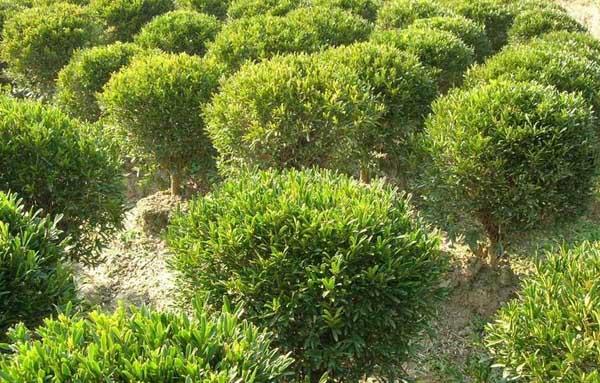 黄杨种植技术